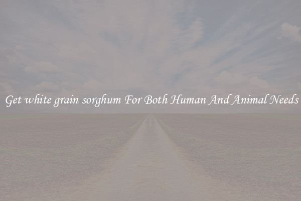 Get white grain sorghum For Both Human And Animal Needs